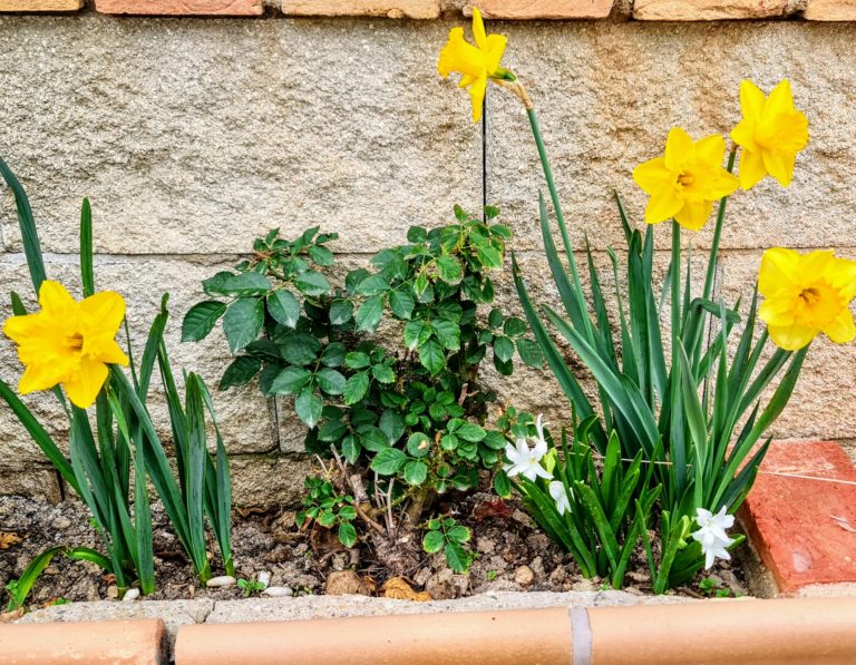 Los Gallardos Leisure is excited to announce our ongoing commitment to the environment and the local community! This spring, we have taken up the initiative to plant 300 trees within our property, with 120 trees already gracing the grounds.
